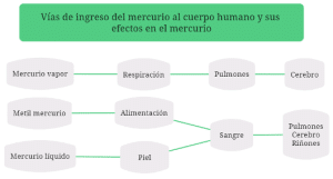 minería ilegal, minería aurífera, Amazonía boliviana, crisis ambiental, contaminación por mercurio, comunidades indígenas, deforestación, biodiversidad, cooperativas mineras, corrupción
